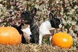 BOULEDOGUE FRANCAIS 1271